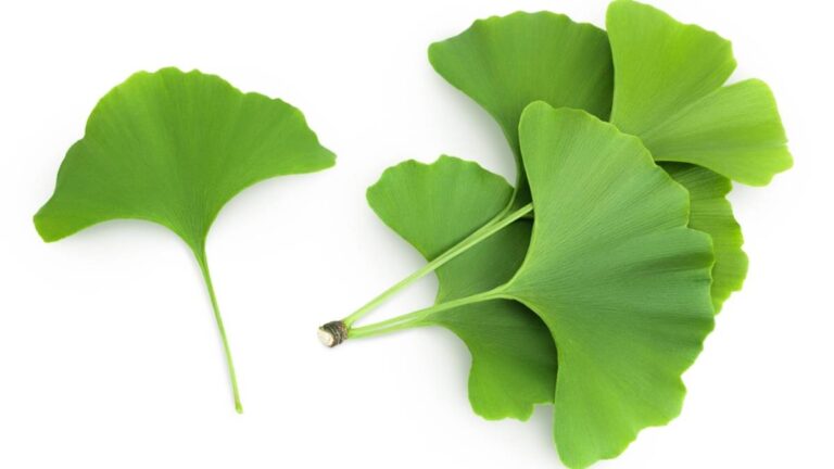Ginkgo Biloba y sus beneficios para la memoria y el rendimiento mental